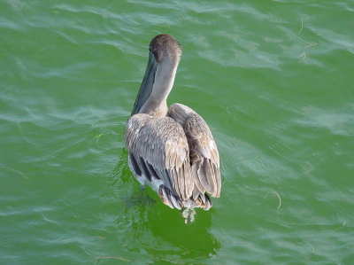 Hungry pelican