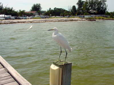 Pier pressure