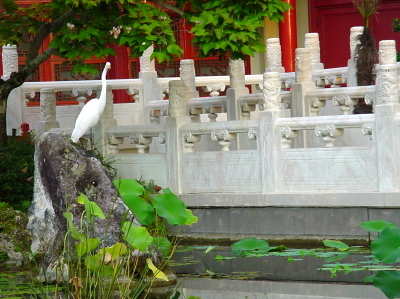 Wildlife at garden
