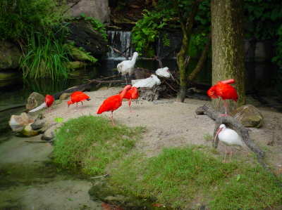 Flamingos at the Animal KingdomJPG